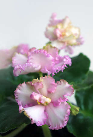 Beautiful flower Saintpaulia (African violet ) close upの写真素材