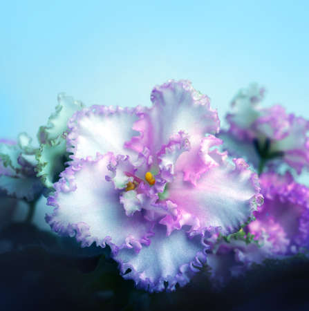 Beautiful flower Saintpaulia (African violet ) close upの写真素材