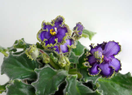 Beautiful flower Saintpaulia (African violet ) close upの写真素材