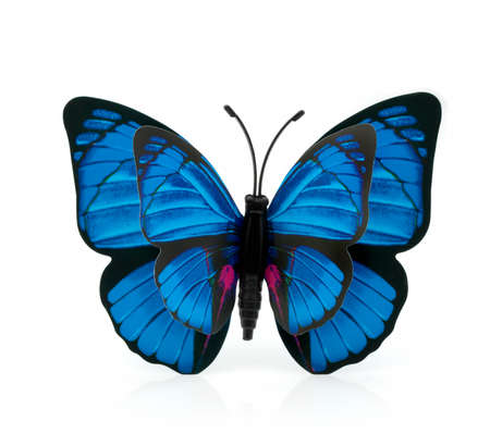 Blue butterflies on a white backgroundの写真素材