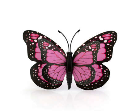 Beautiful pink with a black butterfly on a white backgroundの写真素材
