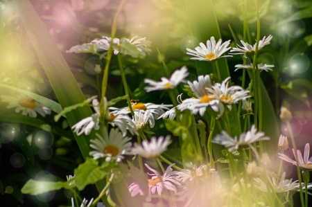 chamomiles in a blur mystic backgroundの写真素材