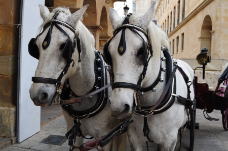 Two white horses headsの写真素材