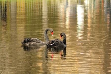 pair of black swans on the water surfaceの写真素材