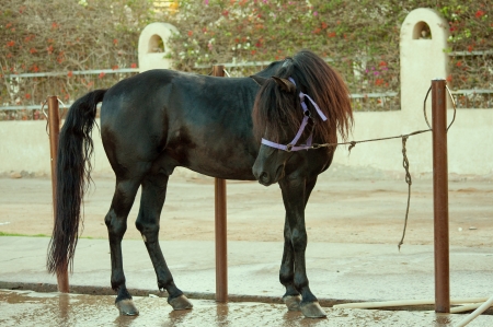 black horseの写真素材