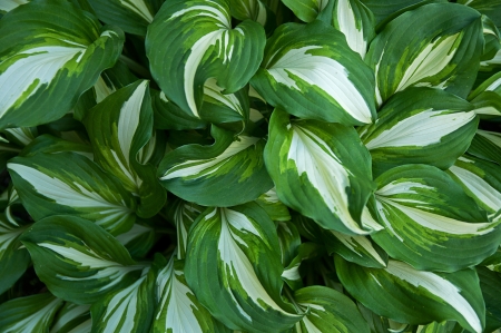 hosta with green and white leafsの写真素材