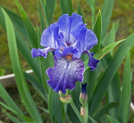 sky blue iris flowerの写真素材