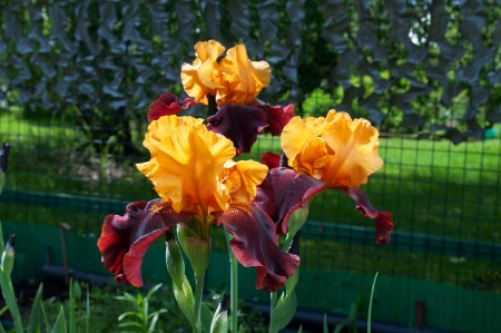 three yellow and violet irises in the parkの写真素材