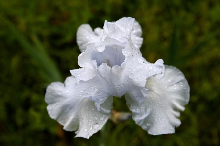 white iris after rain with water drops on itの写真素材