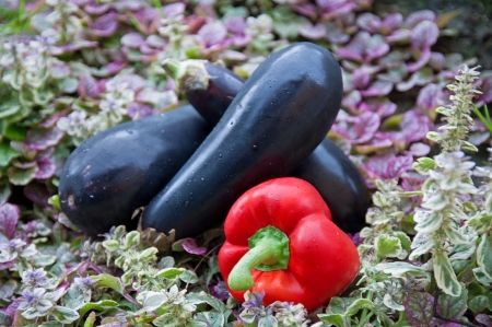 pepper and eggplants in the violet grassの写真素材