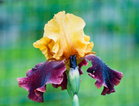 yellow and purplee iris with water drops on itの写真素材