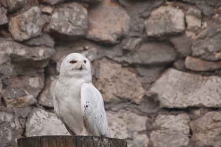 white owlの写真素材
