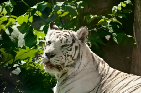 white tigreの写真素材