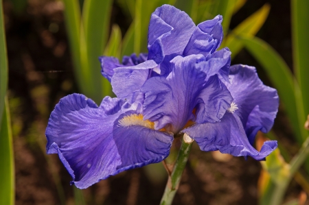 blue irisの写真素材
