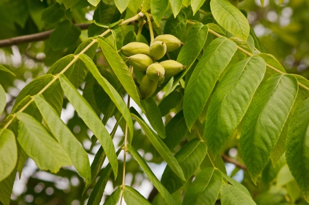 Juglans mandshurica, Manchurian walnutの写真素材