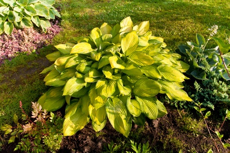 hosta with yellow leaves in the gardenの写真素材