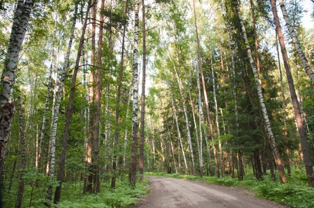 landscape of the road in the pine and birch forestの写真素材