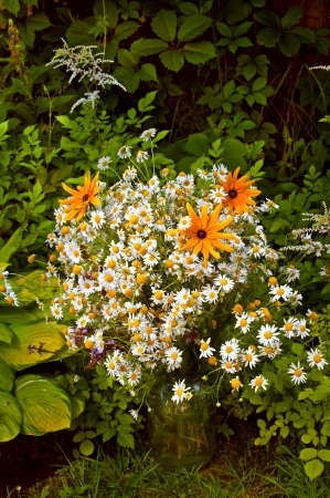 bouquet of chamomiles in a jar on the natural green leaves backgroundの写真素材