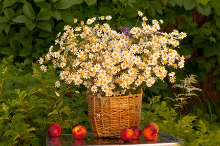 basket of camomiles and nectarines still lifeの写真素材