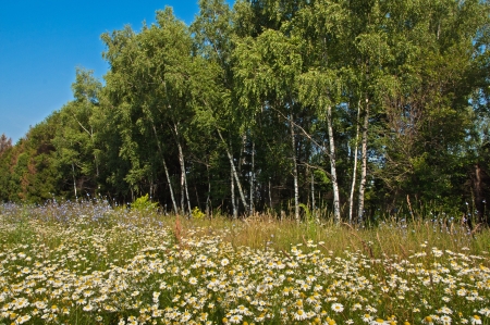 landscape of chamomiles field and forestの写真素材