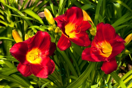 day lilyの写真素材