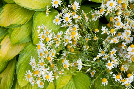 chamomiles flowers strewed on the yelow hosta leavesの写真素材
