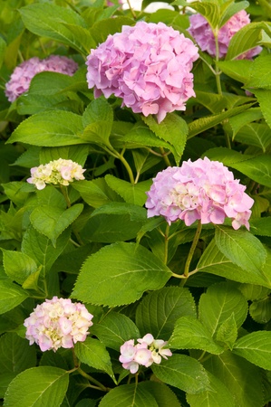 pink hydrangea plantの写真素材