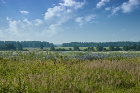 meadow landscape with forest on the horizonの写真素材
