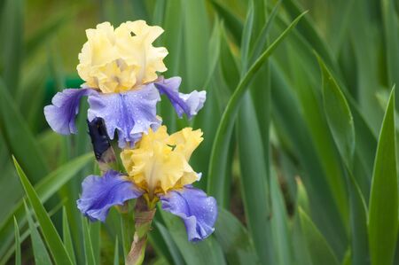 two wet yellow and blue irises on a green leaves backgroundの写真素材