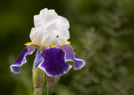 blue and white irisの写真素材