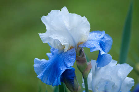 blue and white irisの写真素材