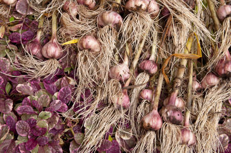 garlic crops laying on the grassの写真素材