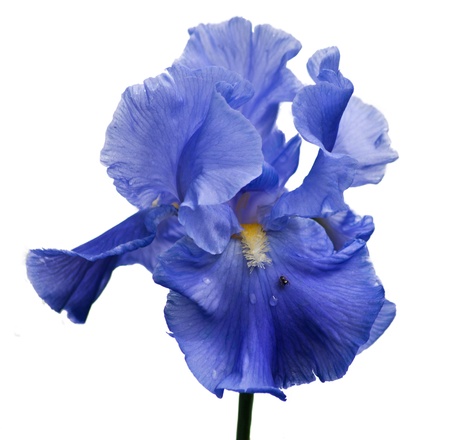 blue iris and little spider isolated on whiteの写真素材