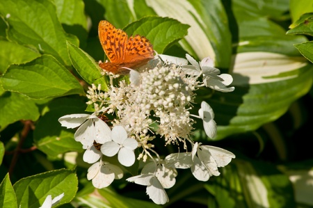 butterfly on the white hydrangeaの写真素材