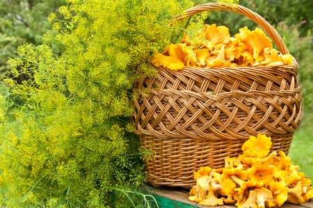 chanterelles in the basketの写真素材