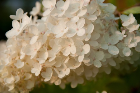 white hydrangea floral fragmentの写真素材