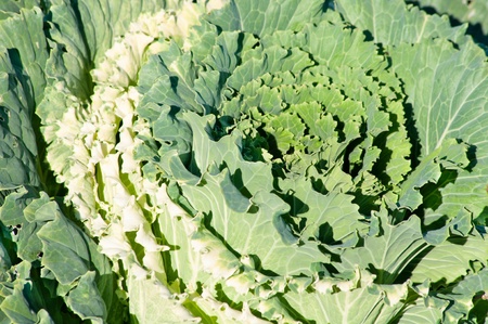 growing cabbage curly carving leaves pattern backgroundの写真素材
