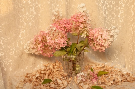 still life with pink hydrangeaの写真素材