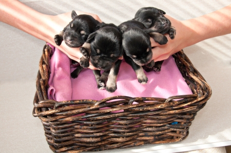 four puppies in arms above the boxの写真素材