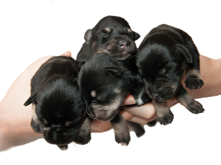 four little miniature schnauzer black and silver puppies in arms isolated on whiteの写真素材
