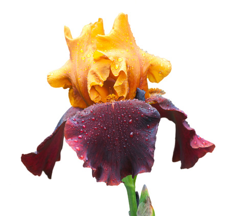 yellow and violet wet iris isolated on whiteの写真素材