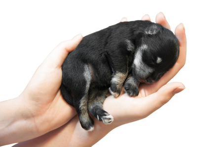 little puppy sleeping in hands isolated on white の写真素材