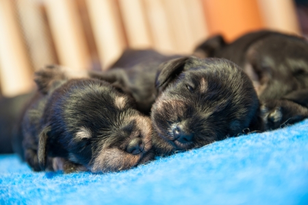 portrait of two slipping miniature sÑhnauzer puppiesの写真素材