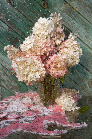 wet still life with pink hydrangeaの写真素材