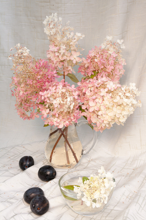 pink hydrangea tender still life bouguetの写真素材