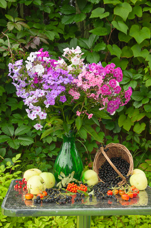 still life with phlox bouquet, apples and berriesの写真素材