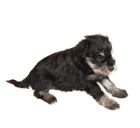 miniature schnauzer puppy isolated on white の写真素材