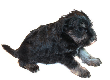 miniature schnauzer puppy isolated on whiteの写真素材