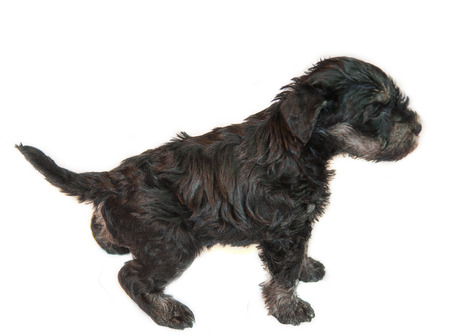 	miniature schnauzer puppy isolated on white の写真素材