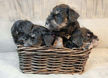 four miniature schnauzer puppies sitting in the boxの写真素材